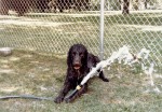 Bosco4